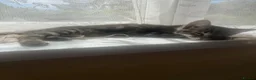 Mixed Breed cats for sale: 2 kittens, black male & tabby female - Advert 13