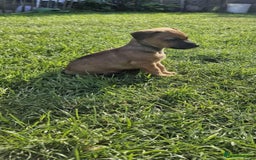 Jack Russell dogs for sale: Jack Russell puppies  - Image 3