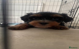 Mixed Breed dogs for sale: 2 Maltese x cockpoo puppies for sale - Image 3