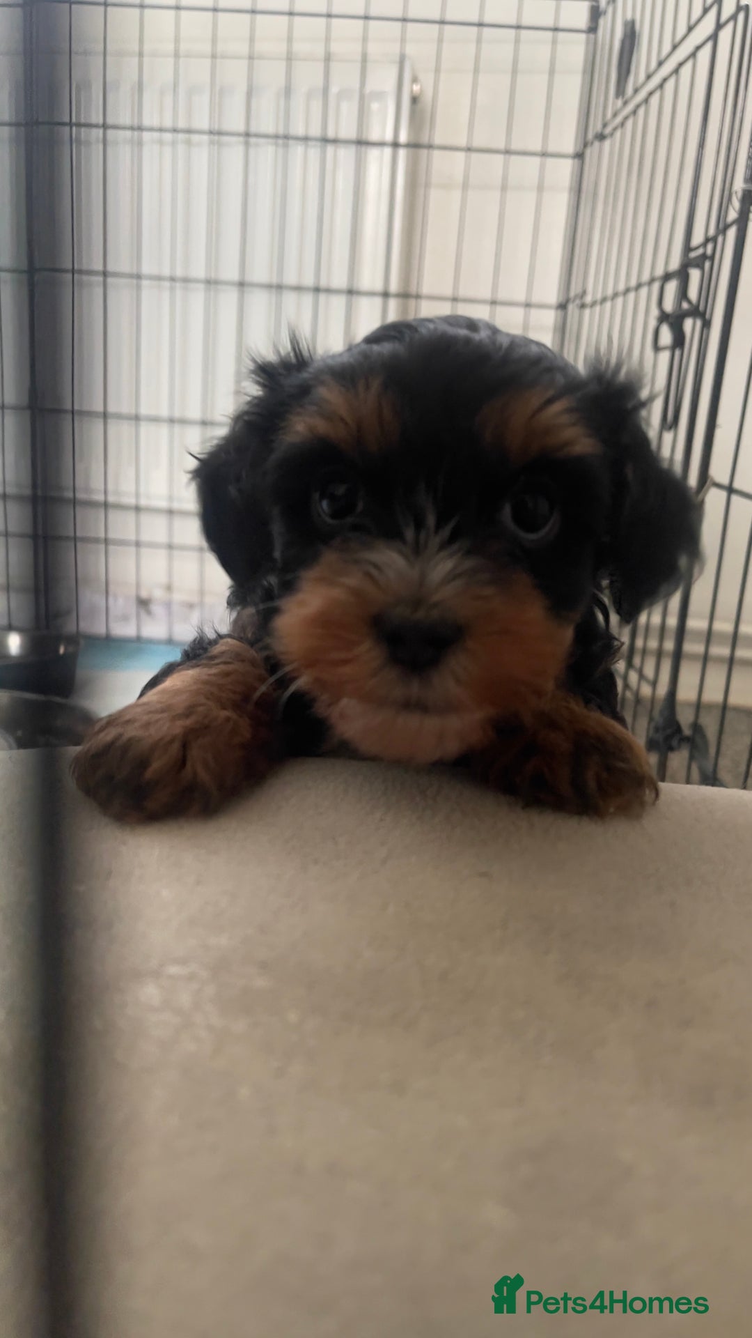 Mixed Breed dogs for sale: 2 Maltese x cockpoo puppies for sale - Image 3