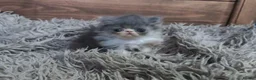 Persian cats for sale: 🐾 Beautiful Persian Kittens 🐾 - Advert 34