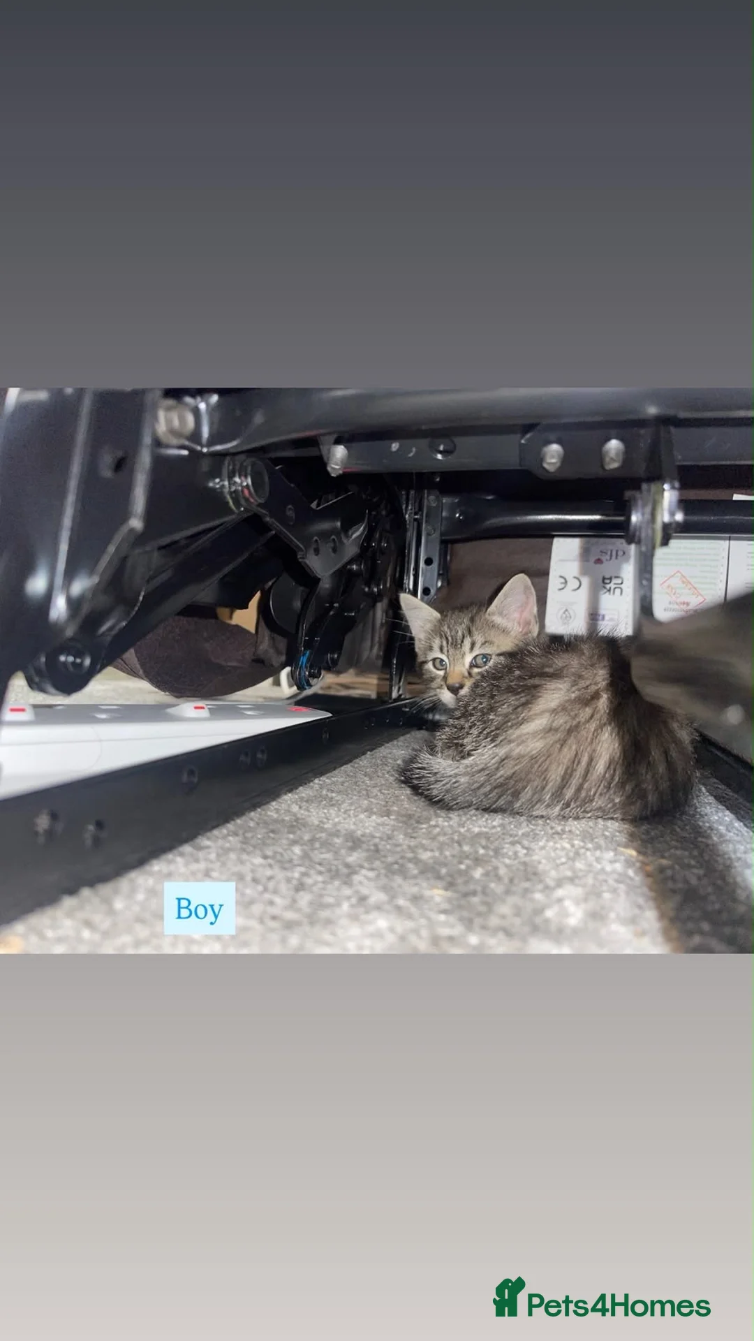 Mixed Breed cats for sale: Tabby Kittens looking for there forever home - Advert 2