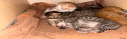 Mixed Breed cats for sale: Very loving kittens.  - Advert 3