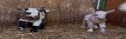 Goats livestock for sale: Kaleb and Jeremy  - Advert 21