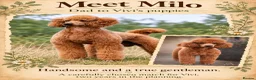 Standard Poodle dogs for sale: KC Registered Standard Poodles • Full of Character - Advert 5