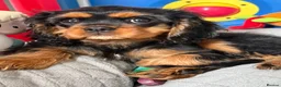 Cavalier King Charles Spaniel dogs for sale: Fully vaccinated KC Reg Black & Tan Girl  - Advert 6