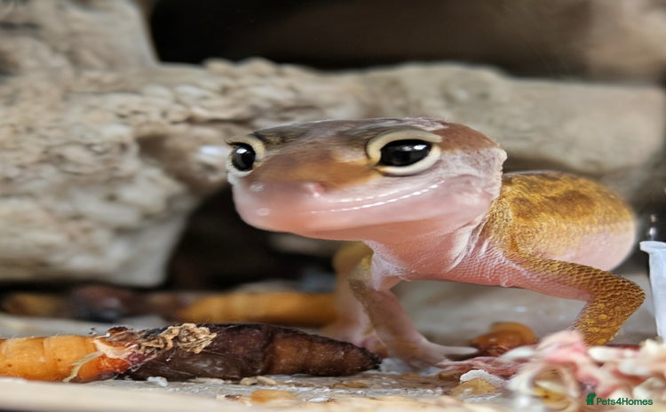 Leopard Gecko reptiles - Advert 1