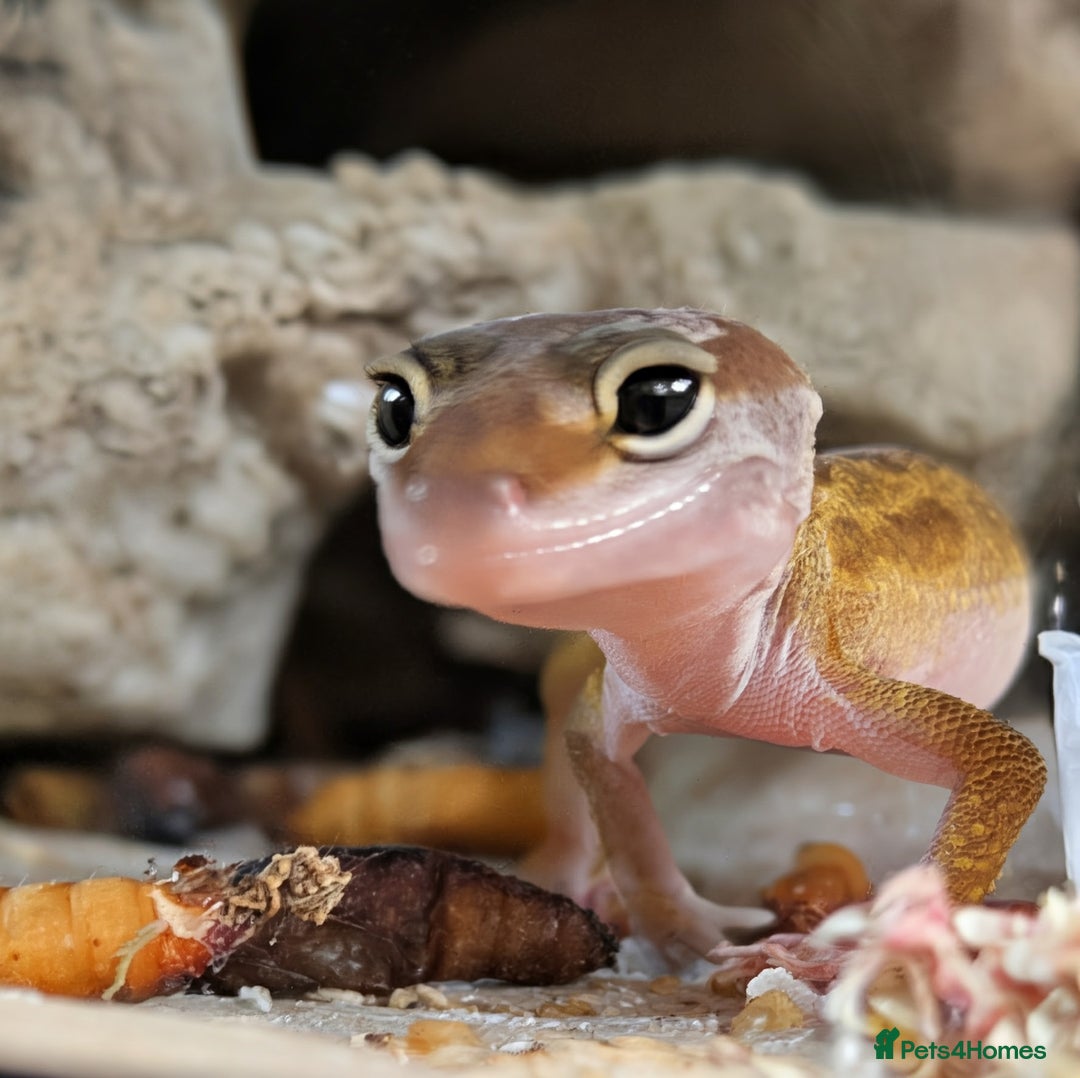 Leopard Gecko reptiles for sale: 2 Baby Leopard Geckos! - Image 1
