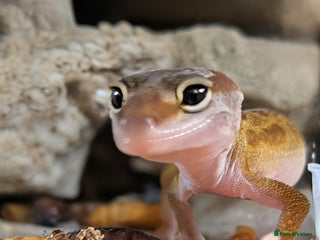 Leopard Gecko reptiles - Advert 3
