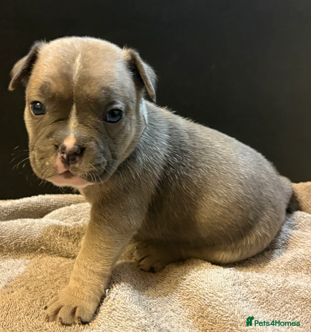 Mixed Breed dogs for sale: Frenchie mix - Advert 37