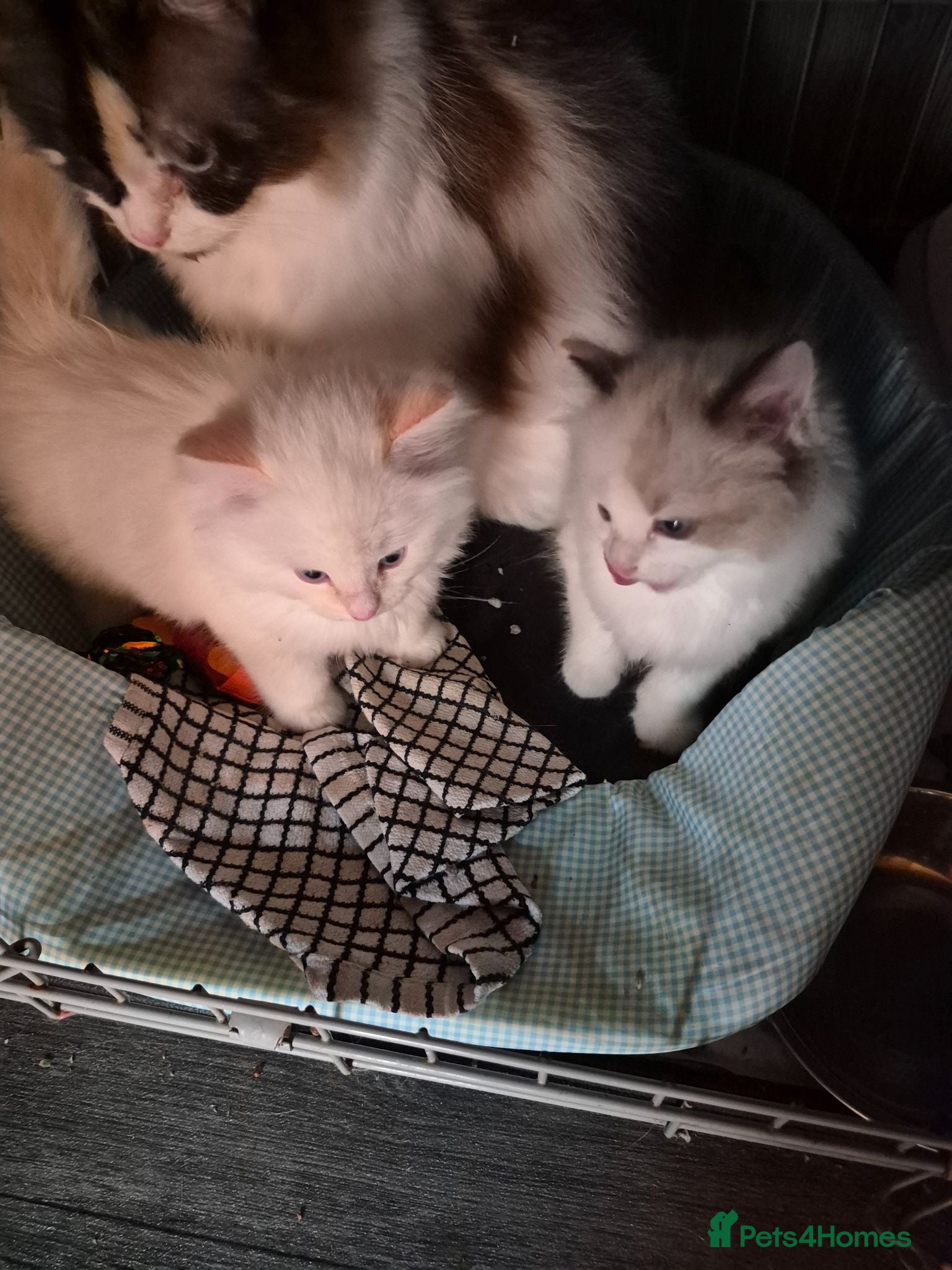 Ragdoll cats Torti girl and flame red boy ragdolls - Advert 1