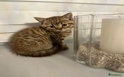 British Shorthair cats for sale: Adorable British shorthaired Kittens  - Image 4