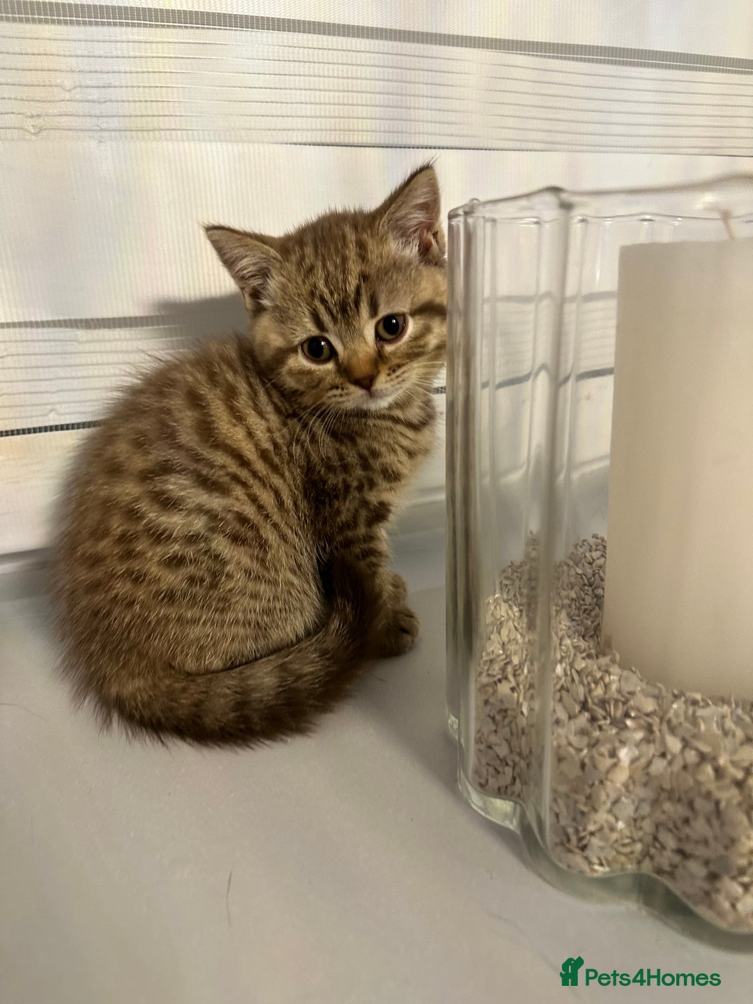 British Shorthair cats for sale: Adorable British shorthaired Kittens  - Image 4