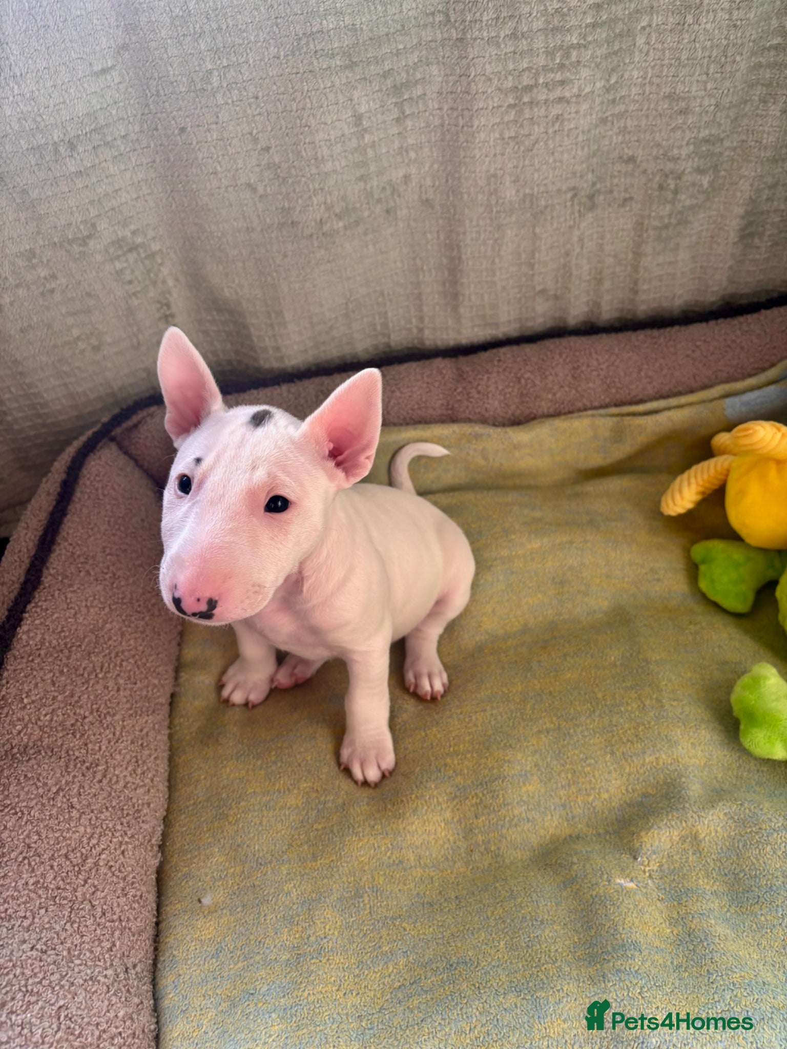 Miniature Bull terrier dogs 1 Male Miniature English bull terrier available  - Advert 2