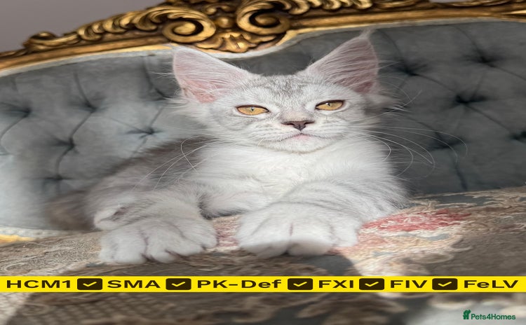 Maine Coon cats - Advert 1
