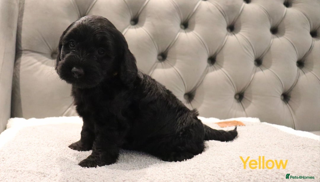 Cockapoo dogs for sale: Beautiful Cockapoos looking for their forever home - Advert 7