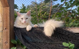 Maine Coon cats for sale: White Maine Coon boy  - Image 4