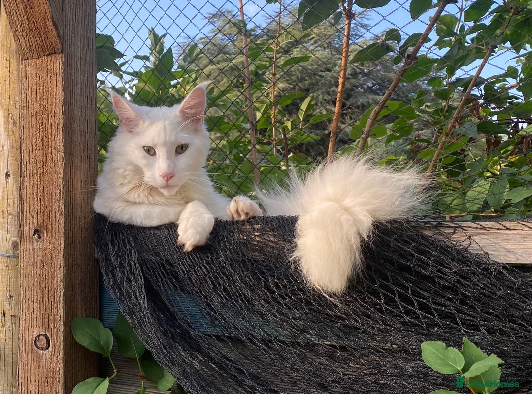 Maine Coon cats for sale: White Maine Coon boy  - Image 4