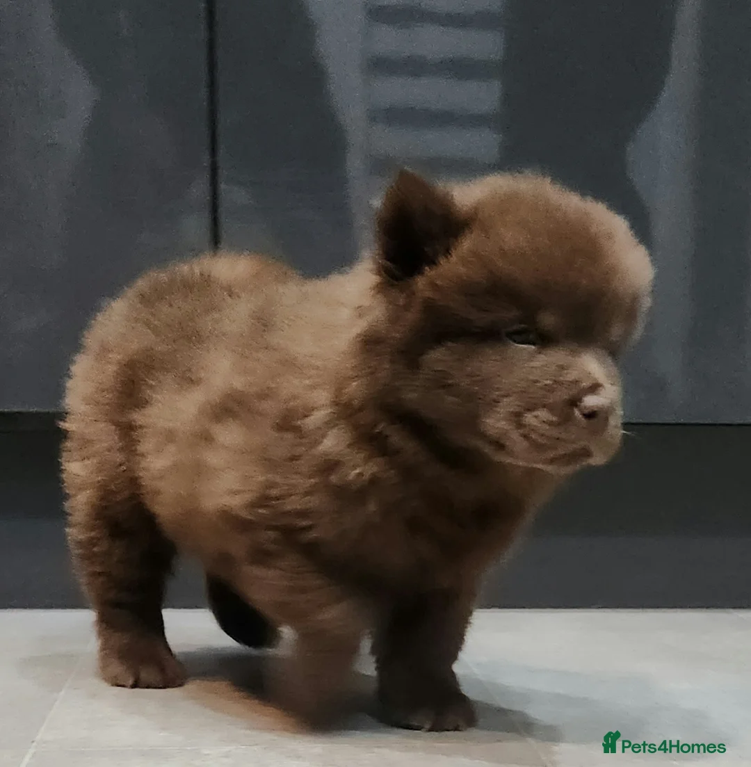 Chow Chow dogs for sale: Chow chow pedigree pups REDUCED!! - Advert 29
