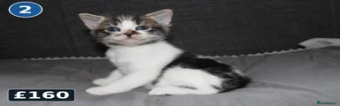 Kitten 2