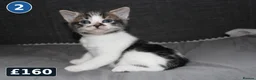 Mixed Breed cats for sale: 5 Ragdoll x Tabby Kittens | Boys | Ready Soon 🏡 - Advert 3