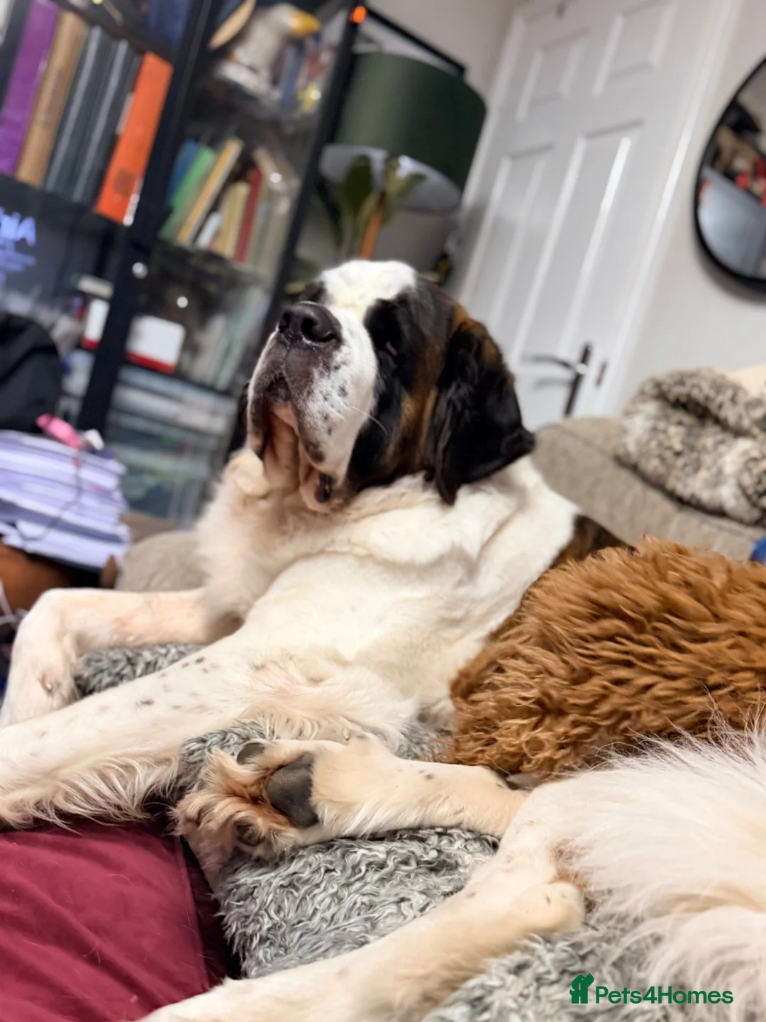 Saint Bernard dogs for stud: Saint Bernard for stud in Chesterfield - Advert 1