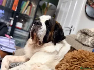 Saint Bernard dogs Saint Bernard for stud - Advert 2