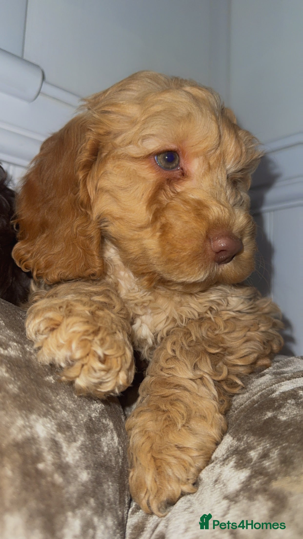 Cockapoo dogs Quality Cockapoo Puppies - Ready Now - Advert 3