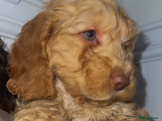 Cockapoo dogs Quality Cockapoo Puppies - Ready Now - Advert 16