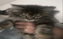 Maine Coon cats for sale: Ready 22.11.2025 - Advert 17