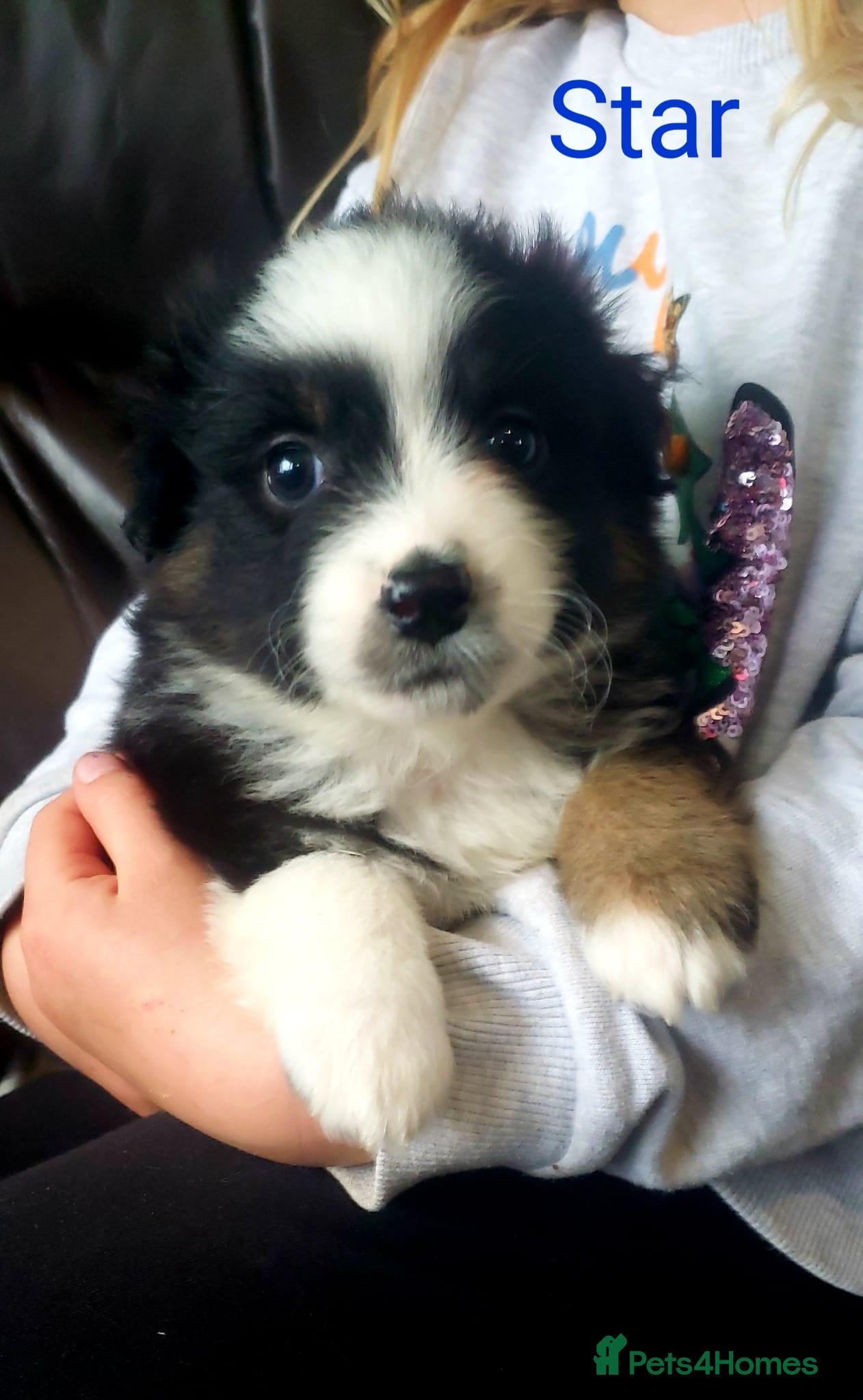 Australian Shepherd dogs Australian Shepherd Pups Available Now - Advert 1