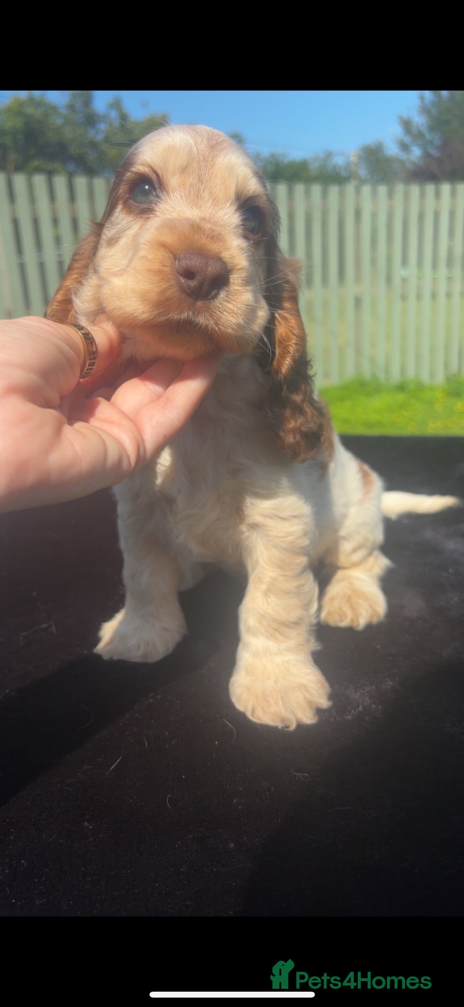 Cocker Spaniel dogs KC Registered Sable Show cocker spaniels  - Advert 2