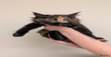 Maine Coon cats - Advert 5