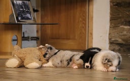 Australian Shepherd dogs for sale: Australian Shepherd Puppies  - Image 30