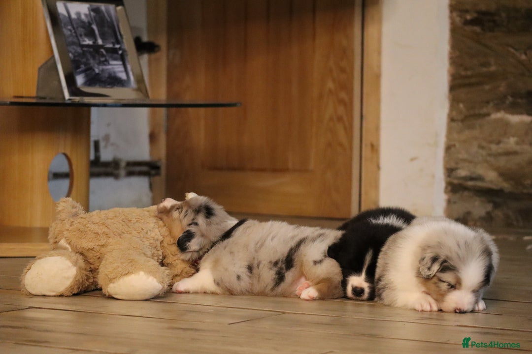 Australian Shepherd dogs for sale: Australian Shepherd Puppies  - Image 30