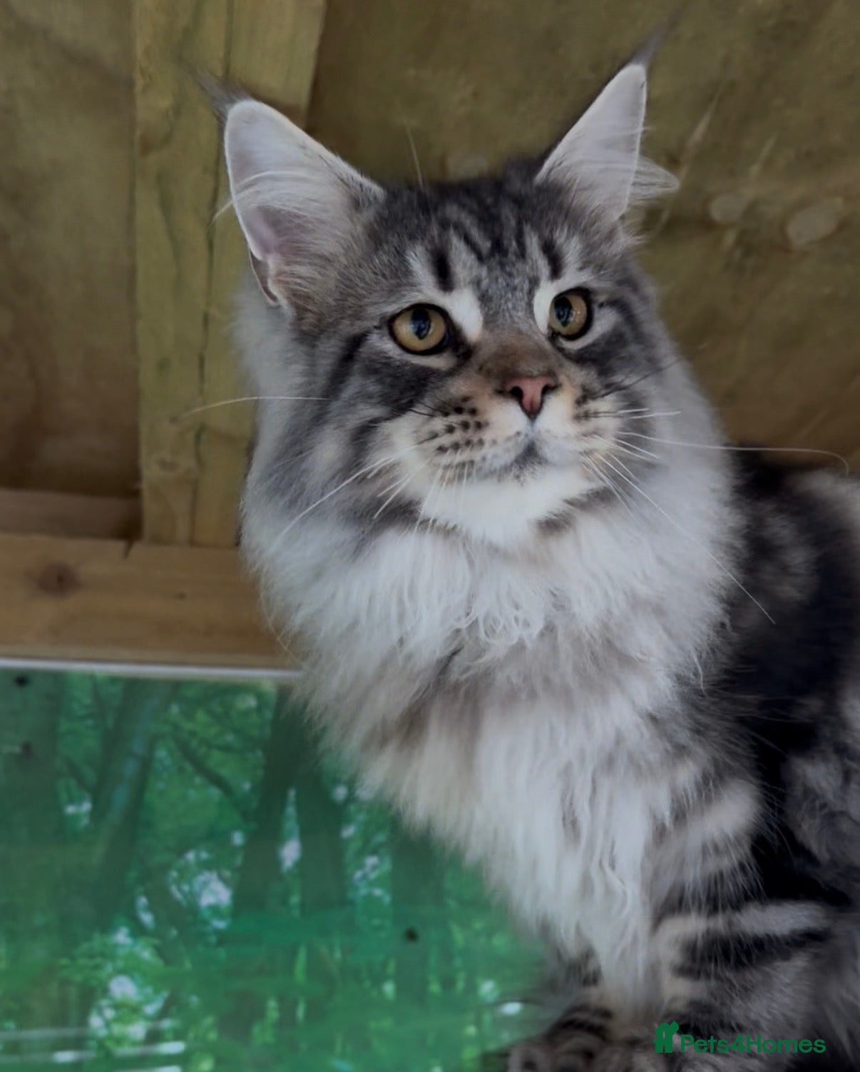 Maine Coon cats HUGE MAINE COON BOY AVAILABLE  - Advert 16