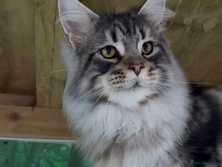 Maine Coon cats WE MAY SELL ACTIVE Top quality Maine coon kittens - Advert 17
