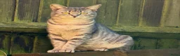 Mixed Breed cats for sale: Meet our rare beautiful kittens…  - Advert 8