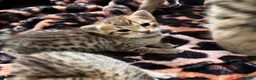 Savannah cats for sale: Gorgeous Spotty Savannah Babies - 2 Girls Left  - Advert 16
