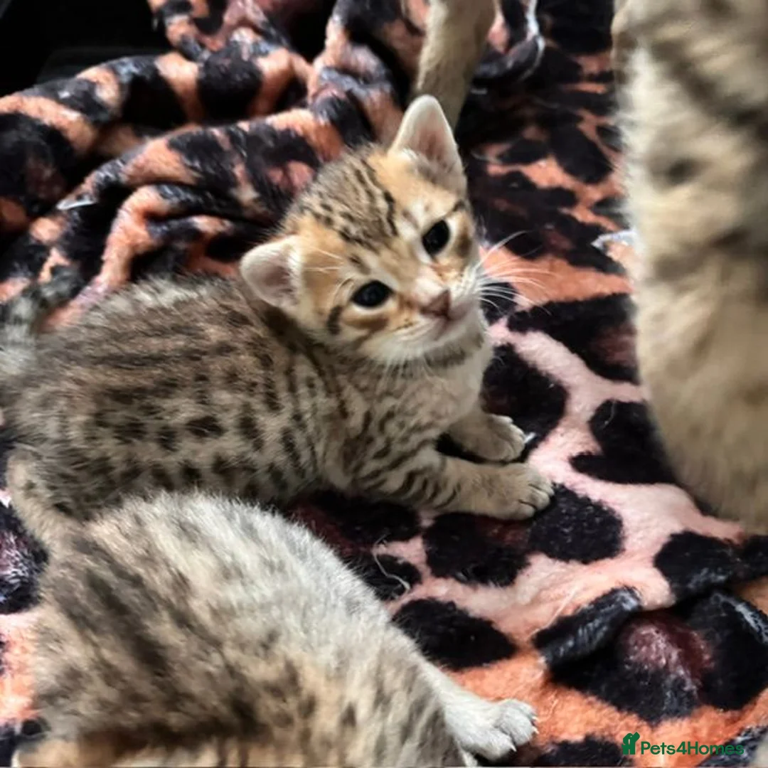 Savannah cats for sale: Gorgeous Spotty Savannah Babies - 2 Girls Left  - Advert 16
