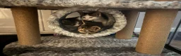 Bengal cats for sale: Bengal X kittens - Advert 7