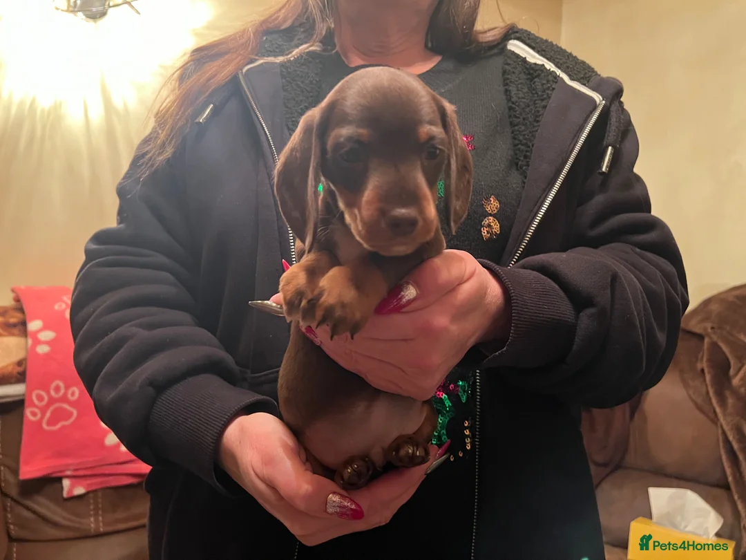 Miniature Dachshund dogs for sale: miniature dachshund puppies - Advert 18