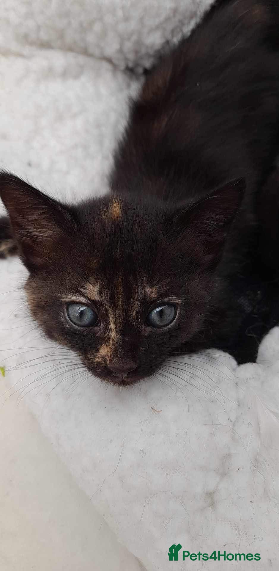 Mixed Breed cats Kittens  - Advert 12