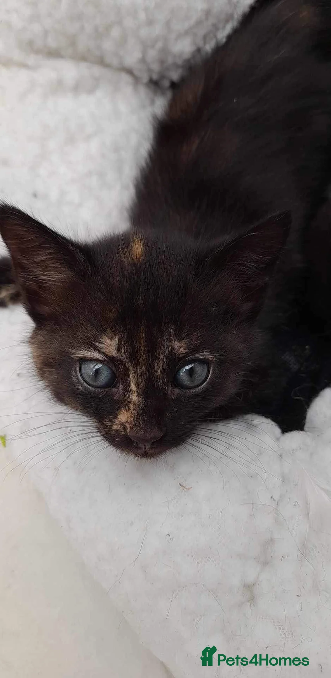 Mixed Breed cats for sale: Kittens  - Advert 1