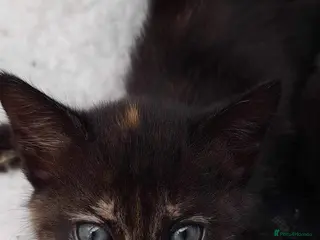 Mixed Breed cats Kittens - Advert 12