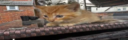 Mixed Breed cats for sale:  5 Little Kittens Looking for Their Forever Homes  - Advert 5