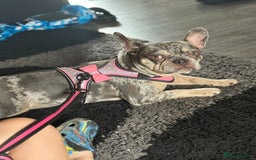 French Bulldog dogs for sale: 🌸Tri Merle Girl French Bulldog🩷 - Image 3