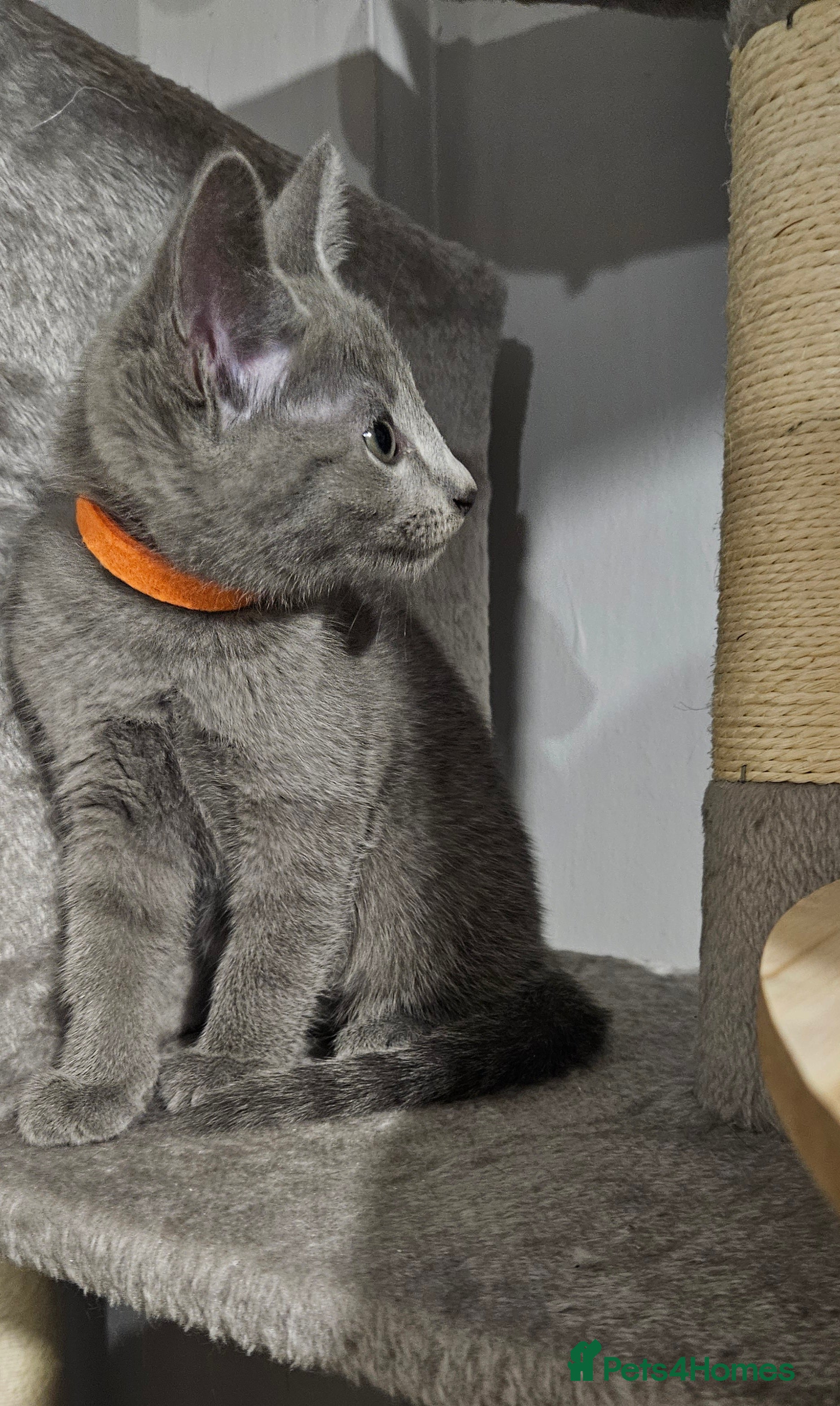 Russian Blue cats TICA Russian Blue  - Advert 2