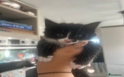Mixed Breed cats for sale: Black & White Female Kitten - Image 5