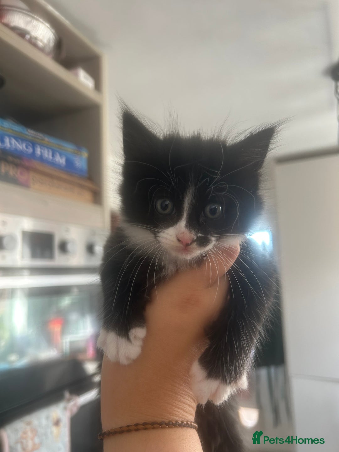 Mixed Breed cats for sale: Black & White Female Kitten - Image 5